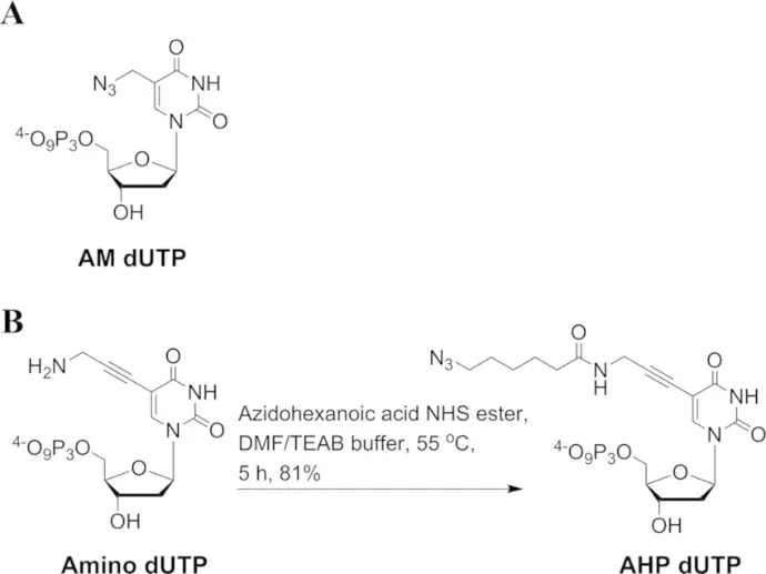 2'-Azido-dATP - 10ul (100 mM)