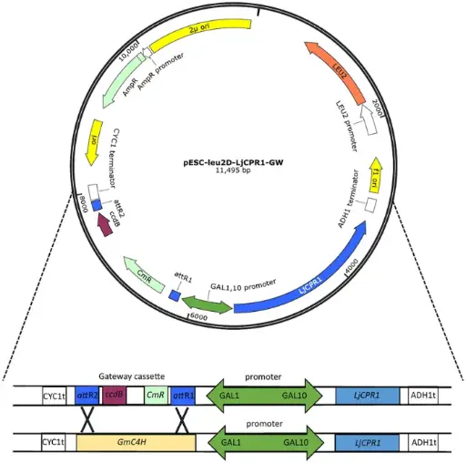 [0820-PVT402] PESC- LEU PLASMID, 2 ug.